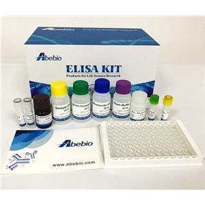 Human Meiotic recombination protein SPO11 (SPO11) ELISA Kit