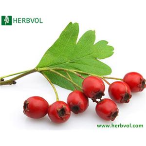 Hawthorn Leaf Extract