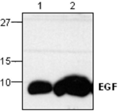 EGF antibody