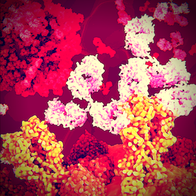 Polymeric immunoglobulin receptor antibody