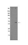 IL2RG Antibody