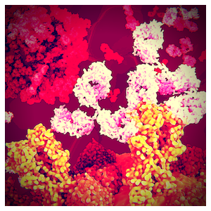 HCV antibody