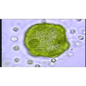人羊膜细胞