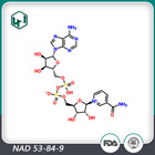 β-烟酰胺二核苷酸,NAD