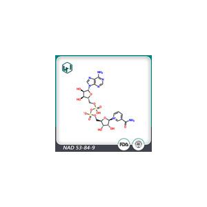 β-烟酰胺二核苷酸