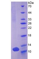 防御素β103A(DEFb103A)重组蛋白,Recombinant Defensin Beta 103A (DEFb103A)