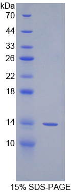 纺锤体蛋白3(SPIN3)重组蛋白,Recombinant Spindlin 3 (SPIN3)