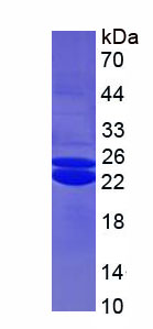 非转移细胞2表达NM23A蛋白(NME2)重组蛋白,Recombinant Non Metastatic Cells 2, Protein NM23B Expressed In (NME2)