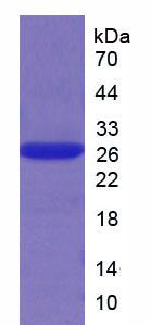 肥大細胞類糜蛋白酶1(CMA1)重組蛋白,Recombinant Chymase 1, Mast Cell (CMA1)