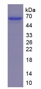 分泌粒蛋白Ⅲ(SCG3)重组蛋白,Recombinant Secretogranin III (SCG3)
