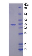 分泌型磷蛋白2(SPP2)重组蛋白,Recombinant Secreted Phosphoprotein 2 (SPP2)