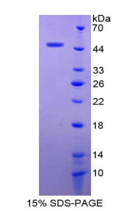 封闭蛋白1(CLDN1)重组蛋白,Recombinant Claudin 1 (CLDN1)