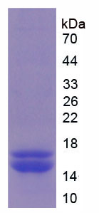 弗林蛋白酶(FUR)重组蛋白,Recombinant Furin (FUR)