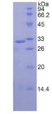 鈣蛋白酶1(CAPN1)重組蛋白,Recombinant Calpain 1 (CAPN1)