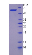 鈣蛋白酶6(CAPN6)重組蛋白,Recombinant Calpain 6 (CAPN6)