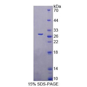 腓骨蛋白7(FBLN7)重组蛋白