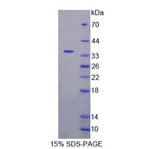 复制启动因子1(REPIN1)重组蛋白,Recombinant Replication Initiator 1 (REPIN1)