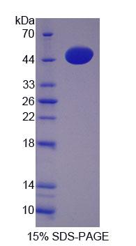 钙腔蛋白(CALU)重组蛋白,Recombinant Calumenin (CALU)