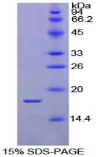 钙调素(CAM)重组蛋白,Recombinant Calmodulin (CAM)