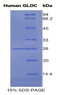 甘氨酸脱氢酶(GLDC)重组蛋白,Recombinant Glycine Dehydrogenase (GLDC)