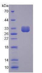 肝受体同源物1(LRH1)重组蛋白,Recombinant Liver Receptor Homolog 1 (LRH1)