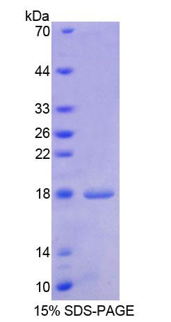 肝素结合性表皮生长因子(HBEGF)重组蛋白,Recombinant Heparin Binding Epidermal Growth Factor Like Growth Factor (HBEGF)