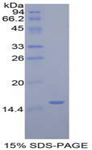 高尔基糖蛋白1(GLG1)重组蛋白,Recombinant Golgi Glycoprotein 1 (GLG1)