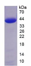 高遷移率族AT Hook蛋白2(HMGA2)重組蛋白,Recombinant High Mobility Group AT Hook Protein 2 (HMGA2)