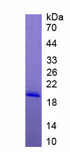 高迁移率族核小体结合域蛋白1(HMGN1)重组蛋白,Recombinant High Mobility Group Nucleosome Binding Domain Protein 1 (HMGN1)