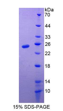 高迁移率族框蛋白2(HMGB2)重组蛋白,Recombinant High Mobility Group Box Protein 2 (HMGB2)