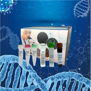 戈氏放线菌PCR试剂盒