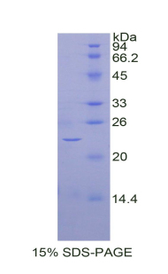 骨成型蛋白4(BMP4)重组蛋白,Recombinant Bone Morphogenetic Protein 4 (BMP4)