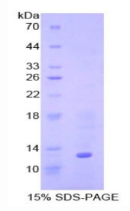 骨成型蛋白7(BMP7)重组蛋白,Recombinant Bone Morphogenetic Protein 7 (BMP7)