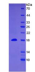 骨形成蛋白15(BMP15)重組蛋白,Recombinant Bone Morphogenetic Protein 15 (BMP15)