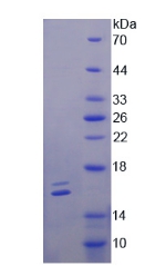 骨诱导因子(OGN)重组蛋白,Recombinant Osteoglycin (OGN)