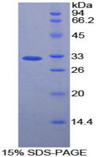 胱天蛋白酶12(CASP12)重組蛋白,Recombinant Caspase 12 (CASP12)