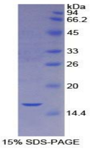 胱天蛋白酶2(CASP2)重组蛋白,Recombinant Caspase 2 (CASP2)