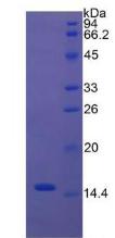 胱天蛋白酶3(CASP3)重组蛋白,Recombinant Caspase 3 (CASP3)