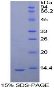 胱天蛋白酶6(CASP6)重組蛋白,Recombinant Caspase 6 (CASP6)