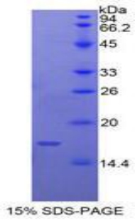 胱天蛋白酶9(CASP9)重組蛋白,Recombinant Caspase 9 (CASP9)