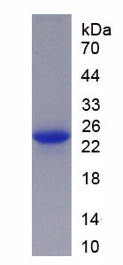 过氧蛋白同源物(PXDN)重组蛋白,Recombinant Peroxidasin Homolog (PXDN)