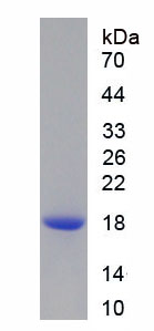 過氧化還原酶2(PRDX2)重組蛋白,Recombinant Peroxiredoxin 2 (PRDX2)