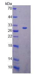 过氧化还原酶4(PRDX4)重组蛋白,Recombinant Peroxiredoxin 4 (PRDX4)