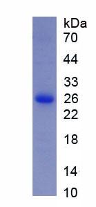 过氧化还原酶6(PRDX6)重组蛋白,ecombinant Peroxiredoxin 6 (PRDX6)