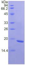 含Ⅲ型纤连蛋白域蛋白5(FNDC5)重组蛋白,Recombinant Fibronectin Type III Domain Containing Protein 5 (FNDC5)