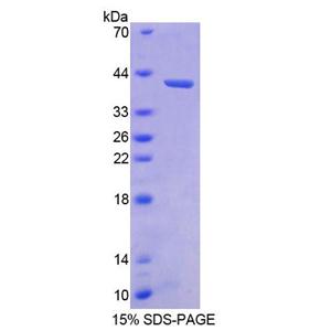 骨成型蛋白3(BMP3)重组蛋白
