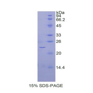 骨成型蛋白4(BMP4)重组蛋白,Recombinant Bone Morphogenetic Protein 4 (BMP4)