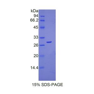 过氧化还原酶3(PRDX3)重组蛋白