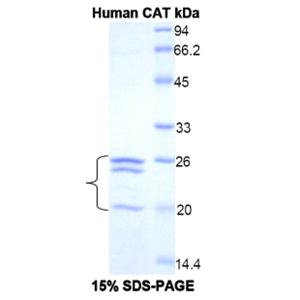 过氧化氢酶(CAT)重组蛋白