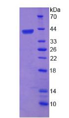 含杆状病毒IAP重复蛋白6(BIRC6)重组蛋白,Recombinant Baculoviral IAP Repeat Containing Protein 6 (BIRC6)